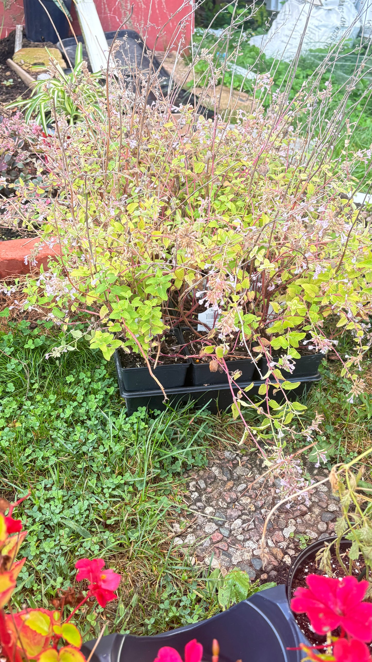 Perennial Cold Hardy Catmint