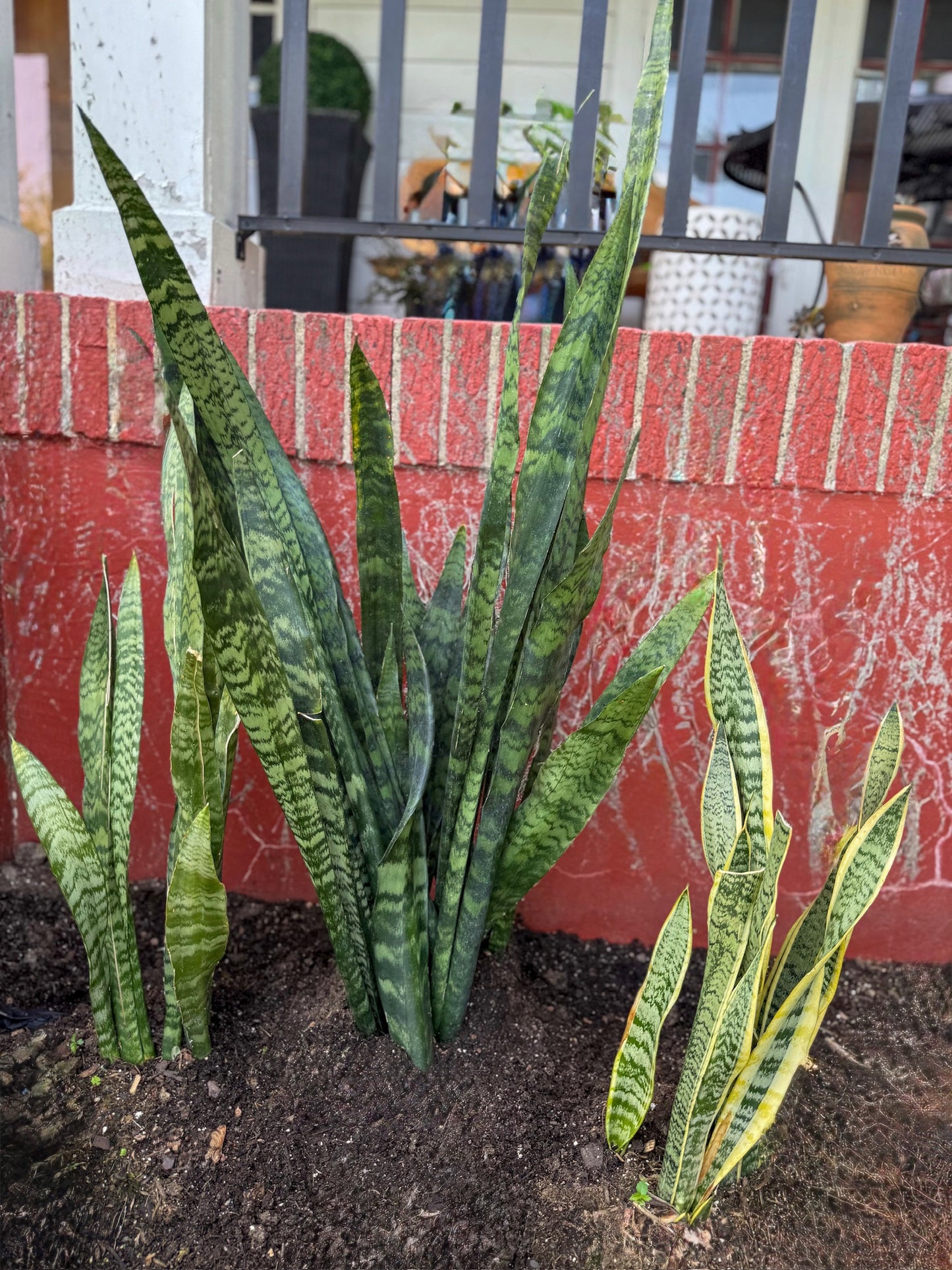 Sansevieria Trifasciata "Laurentii" Snake Plant
