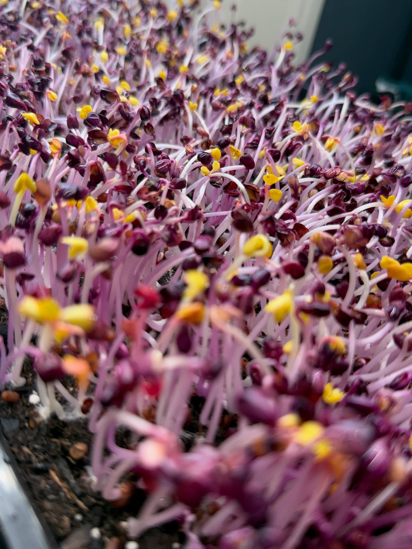 All you need Organic Microgreens Kit