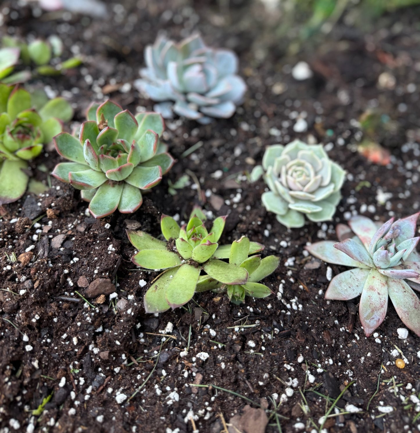 Succulents