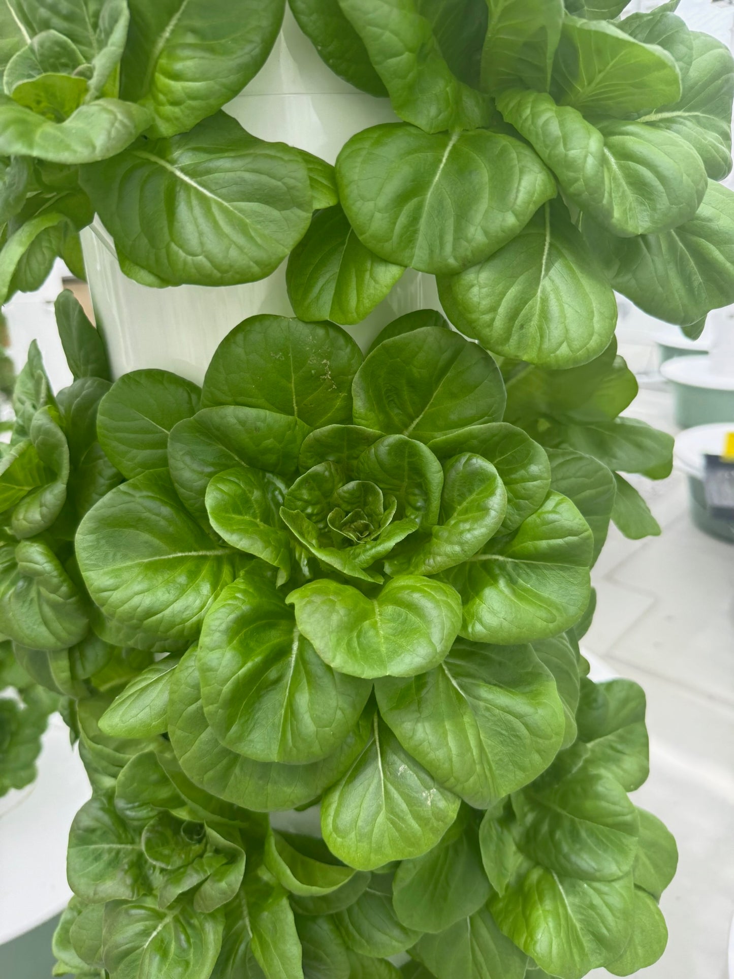 Locally grown fresh cut lettuce