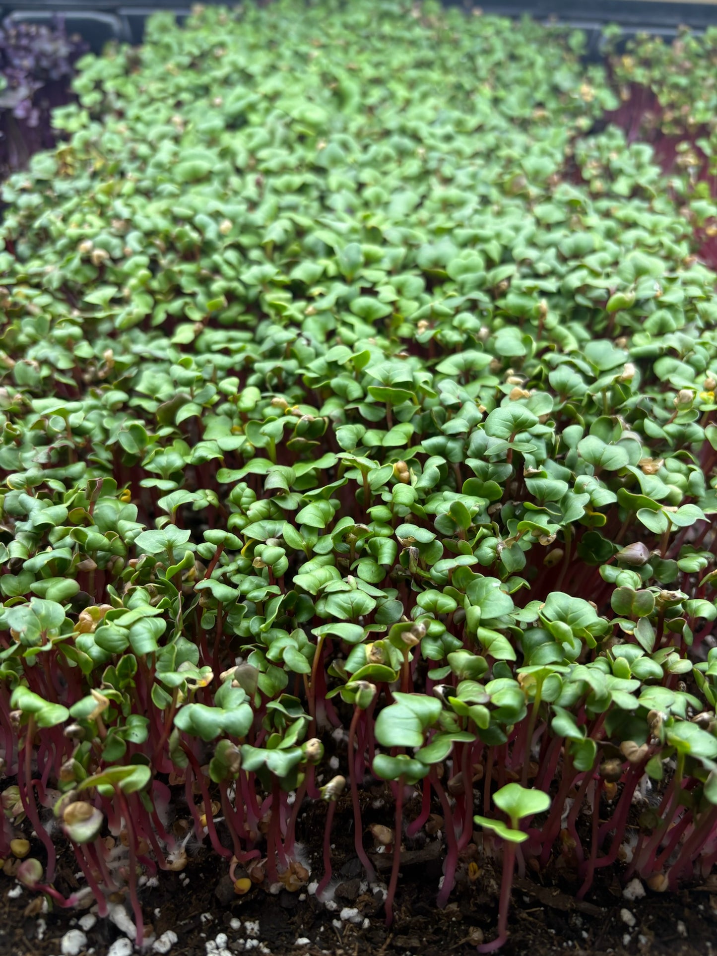 All you need Organic Microgreens Kit