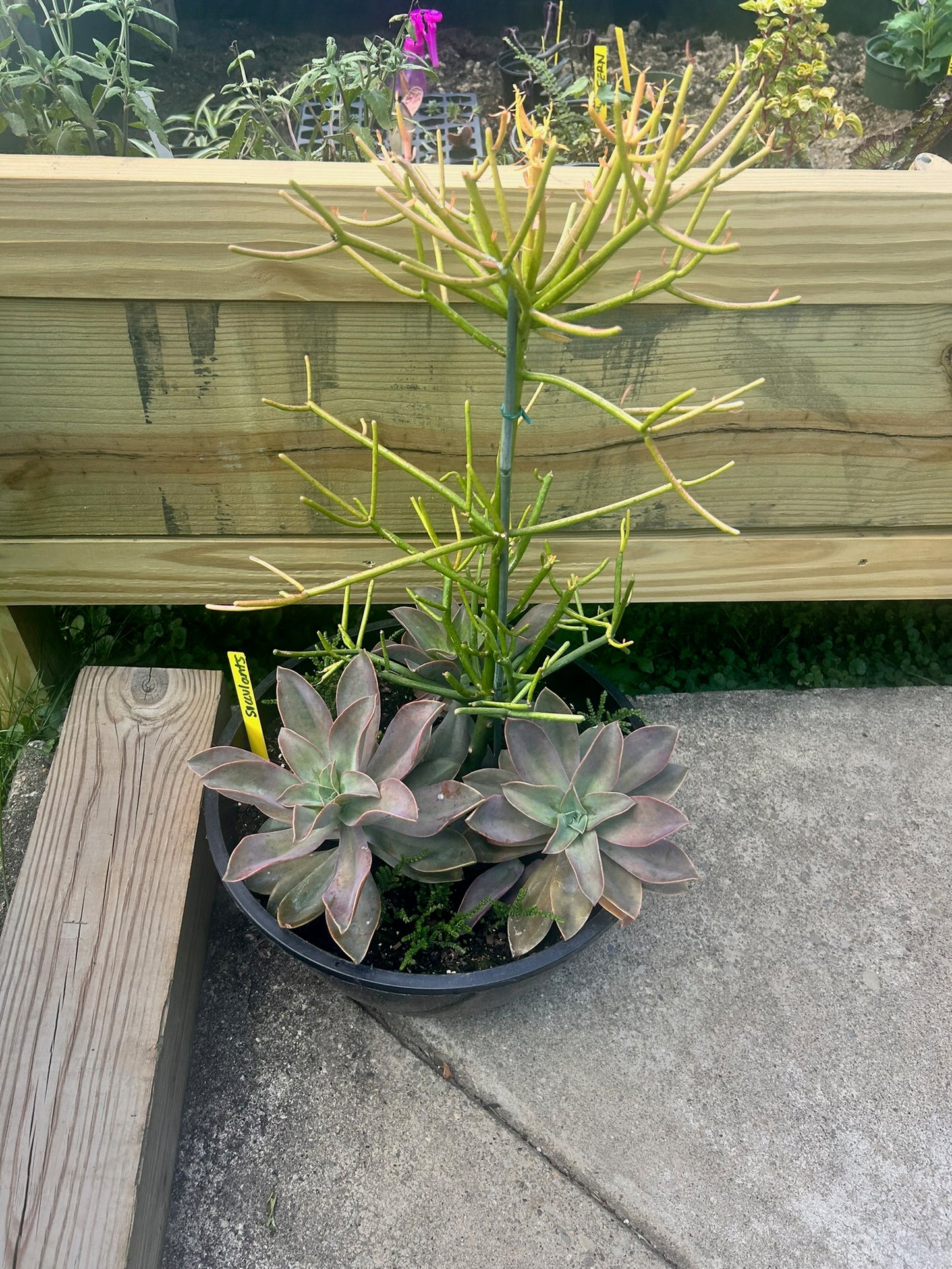 Pencil Cactus Plant