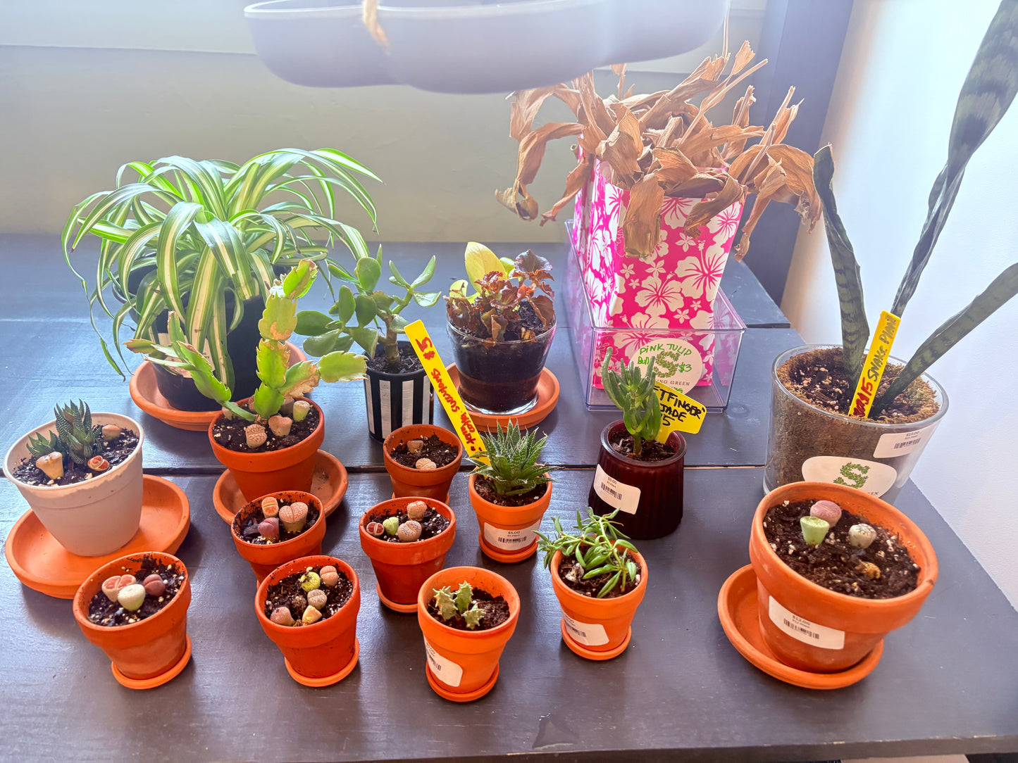 4” pot living rocks