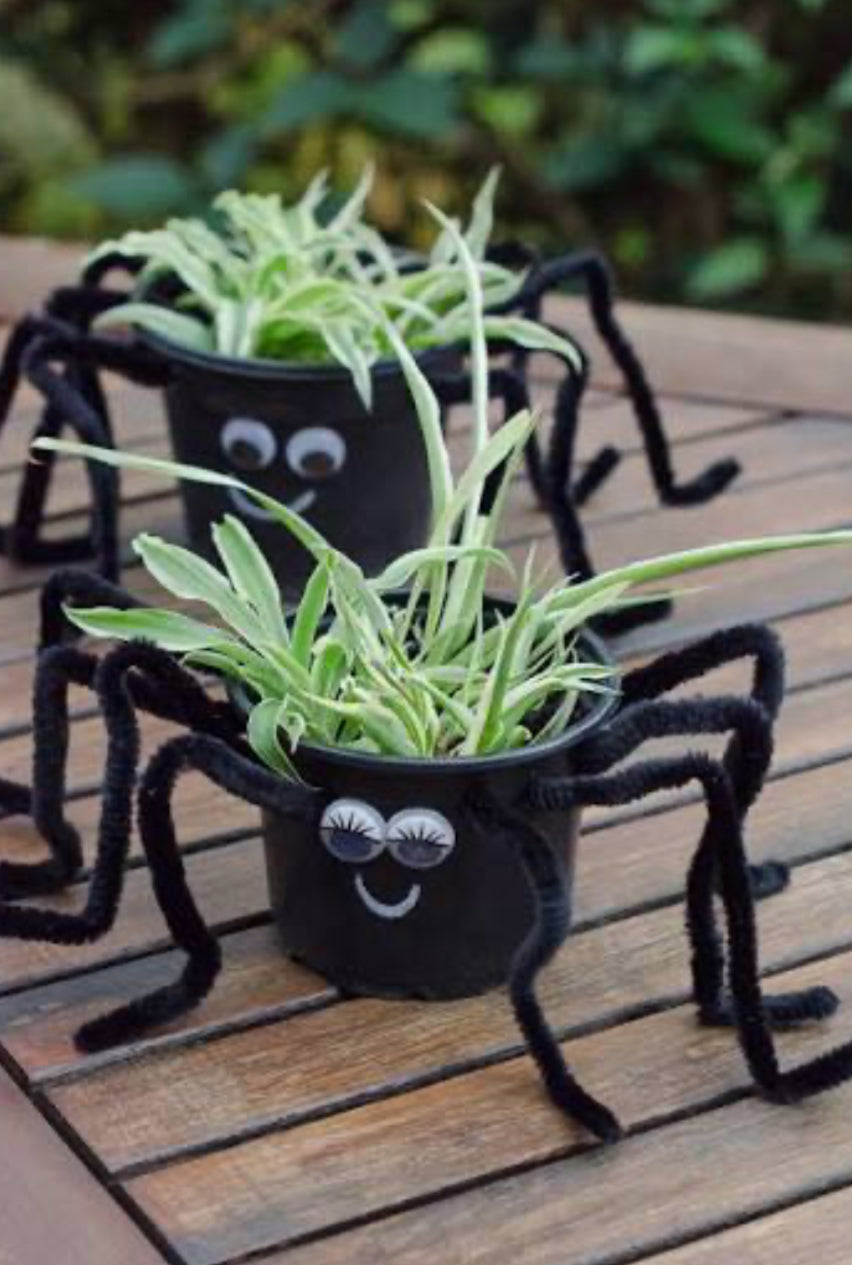 Kid’s Workshop: Spooky Spider Plants