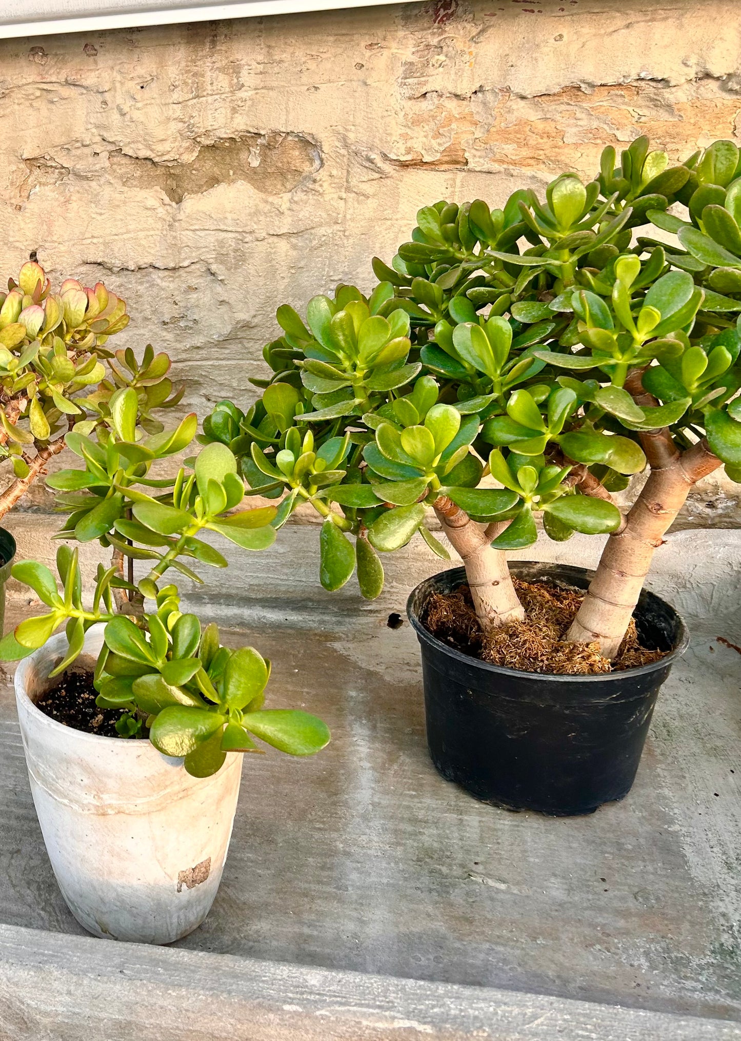 Jade Plant