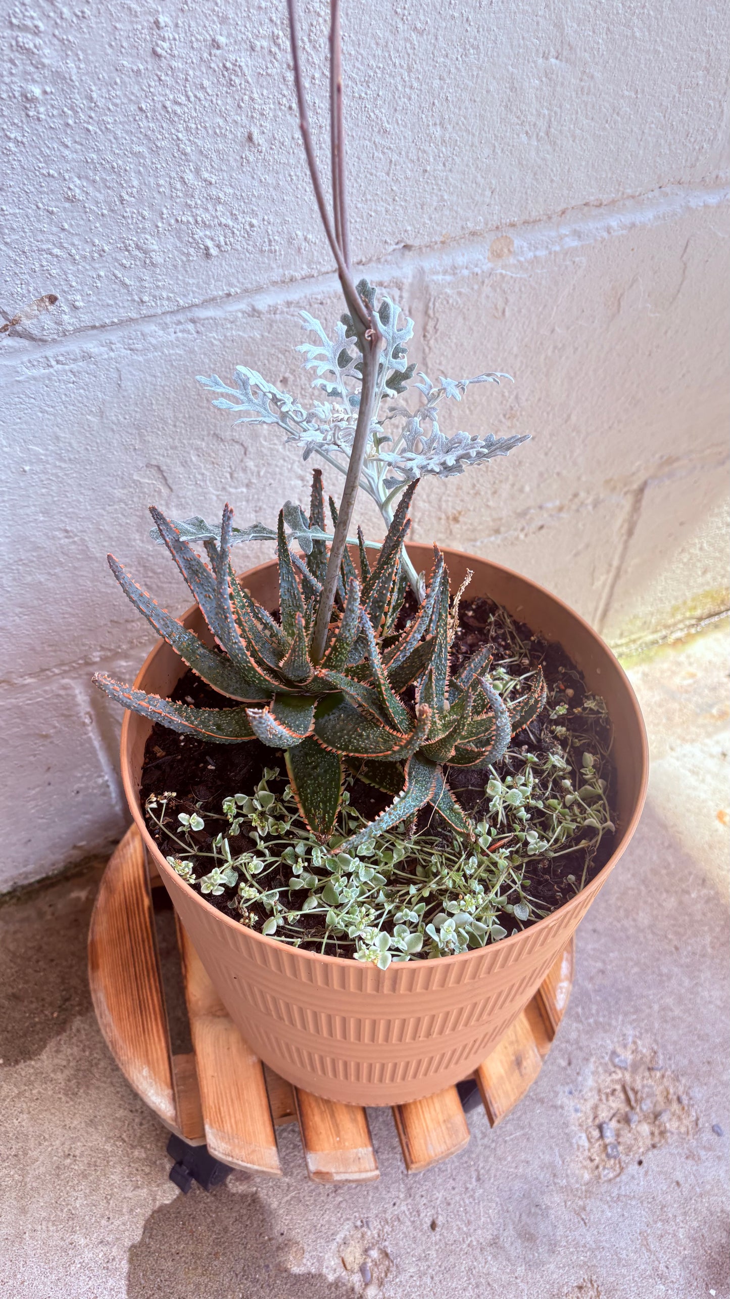 Succulent and perennial arrangements