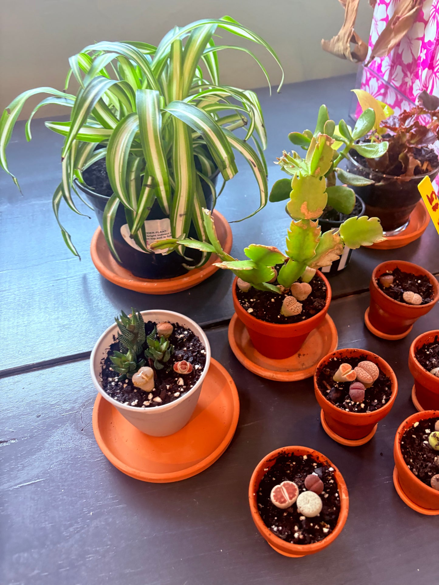 4” pot living rocks