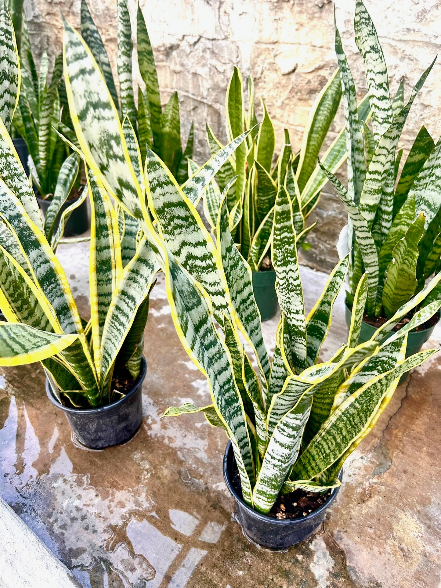 Sansevieria Trifasciata "Laurentii" Snake Plant