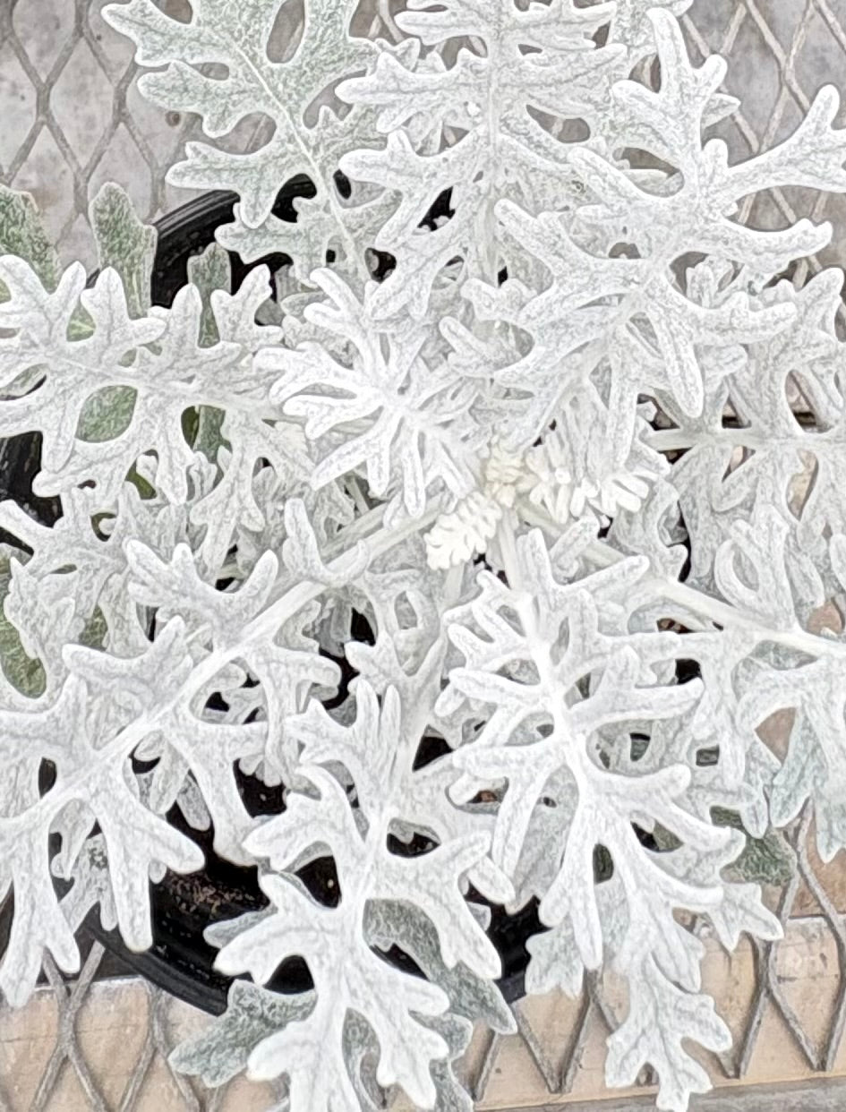 Dusty Miller Plant