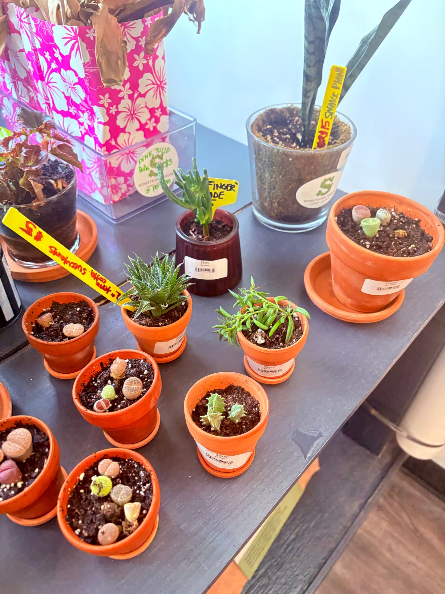 4” pot living rocks