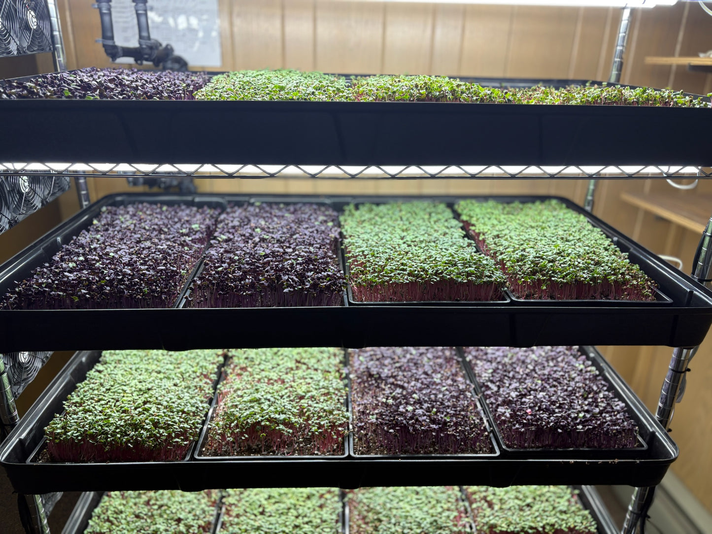 All you need Organic Microgreens Kit