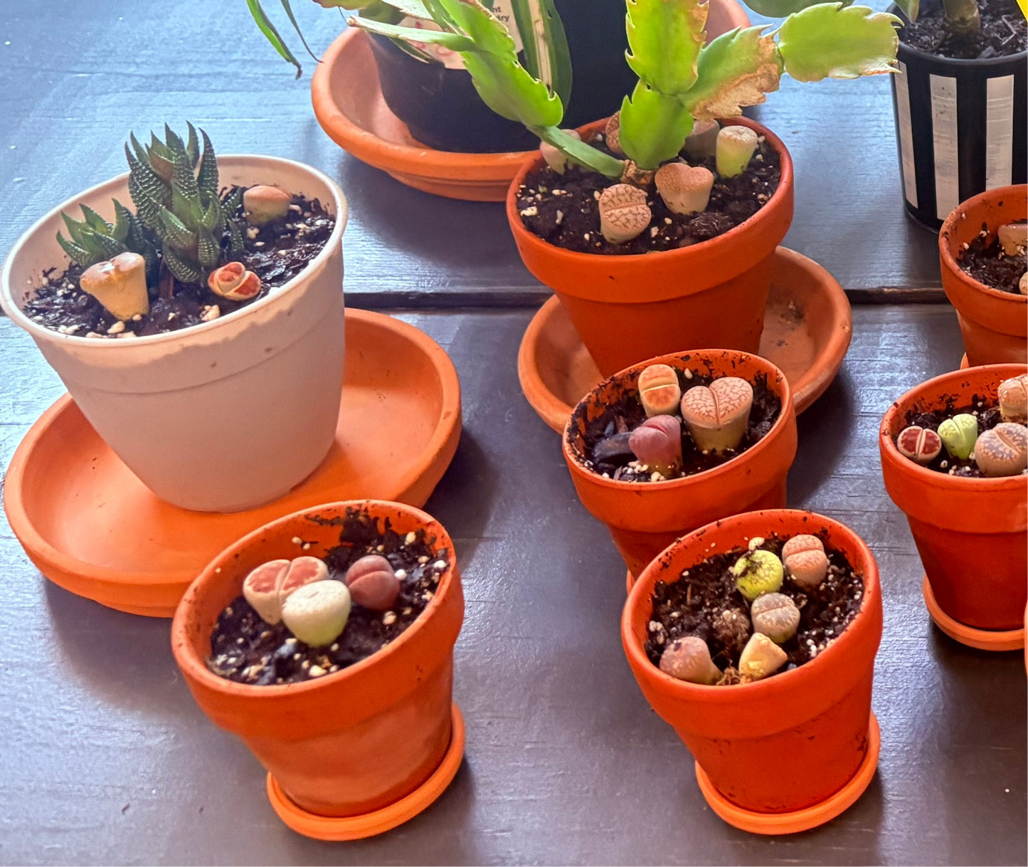 4” pot living rocks