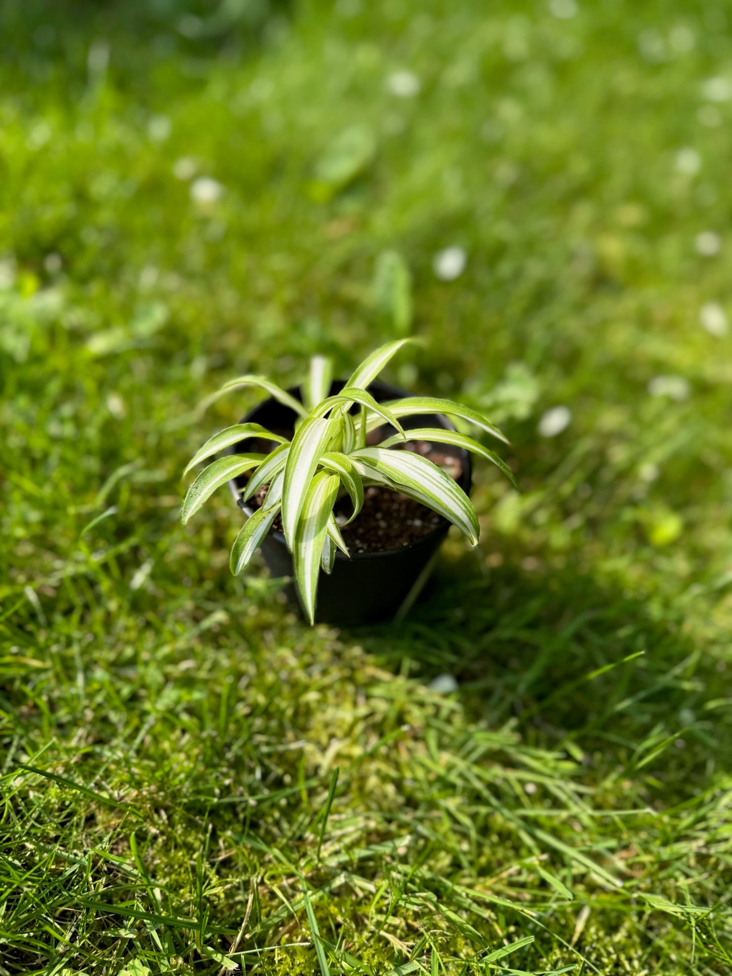 Spider Plant (Chlorophytum comosum)