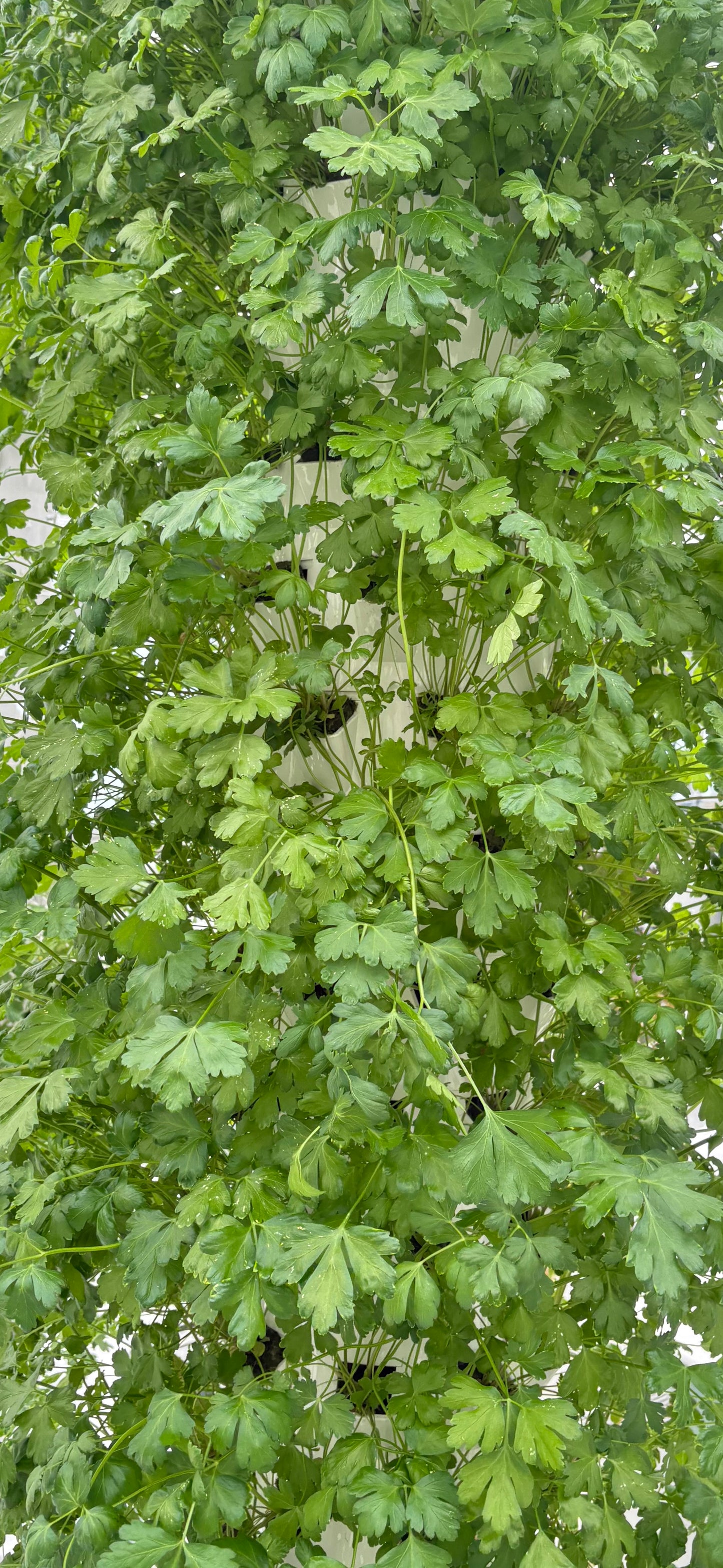 Organic Parsley