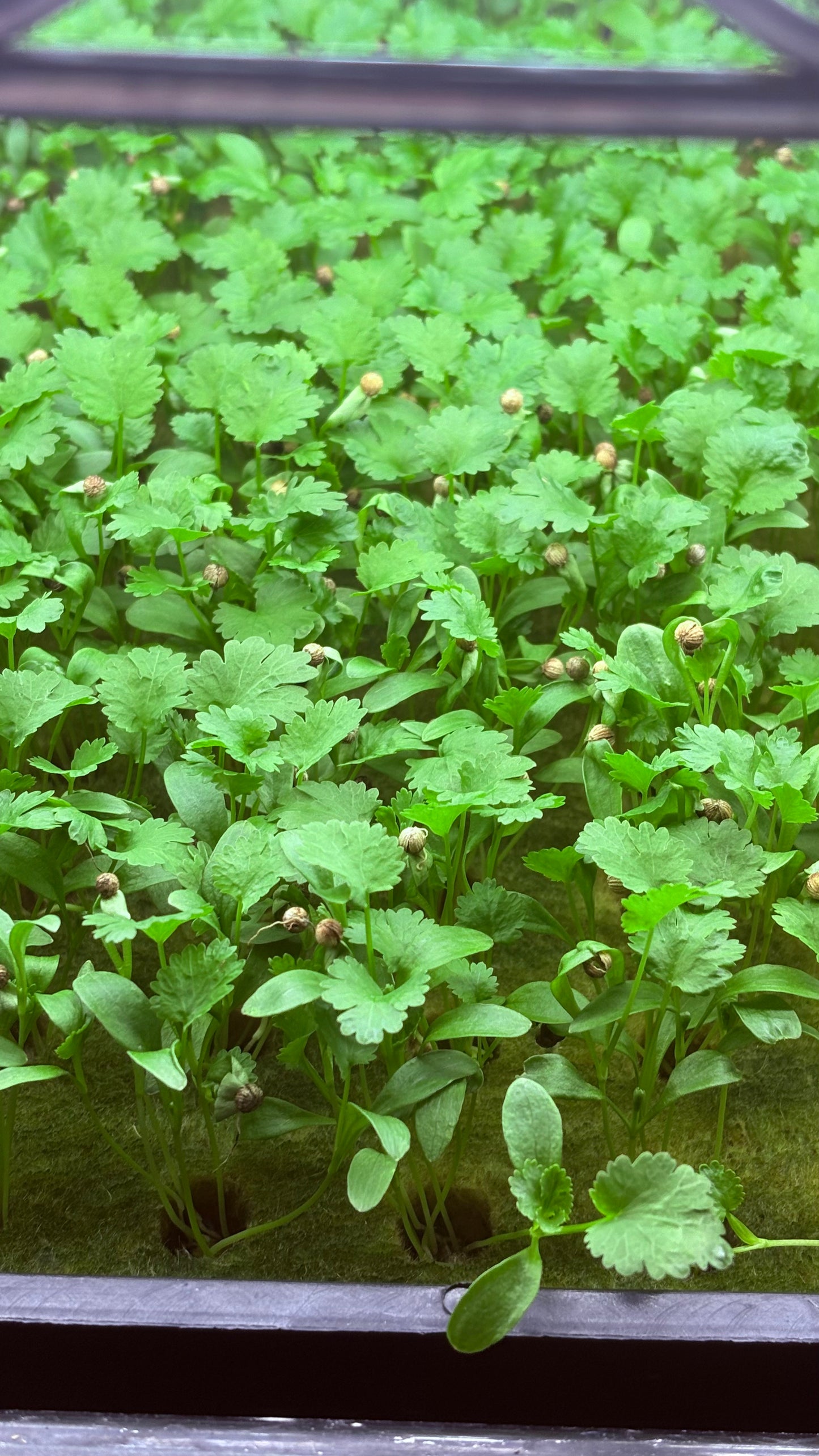Organic Cilantro