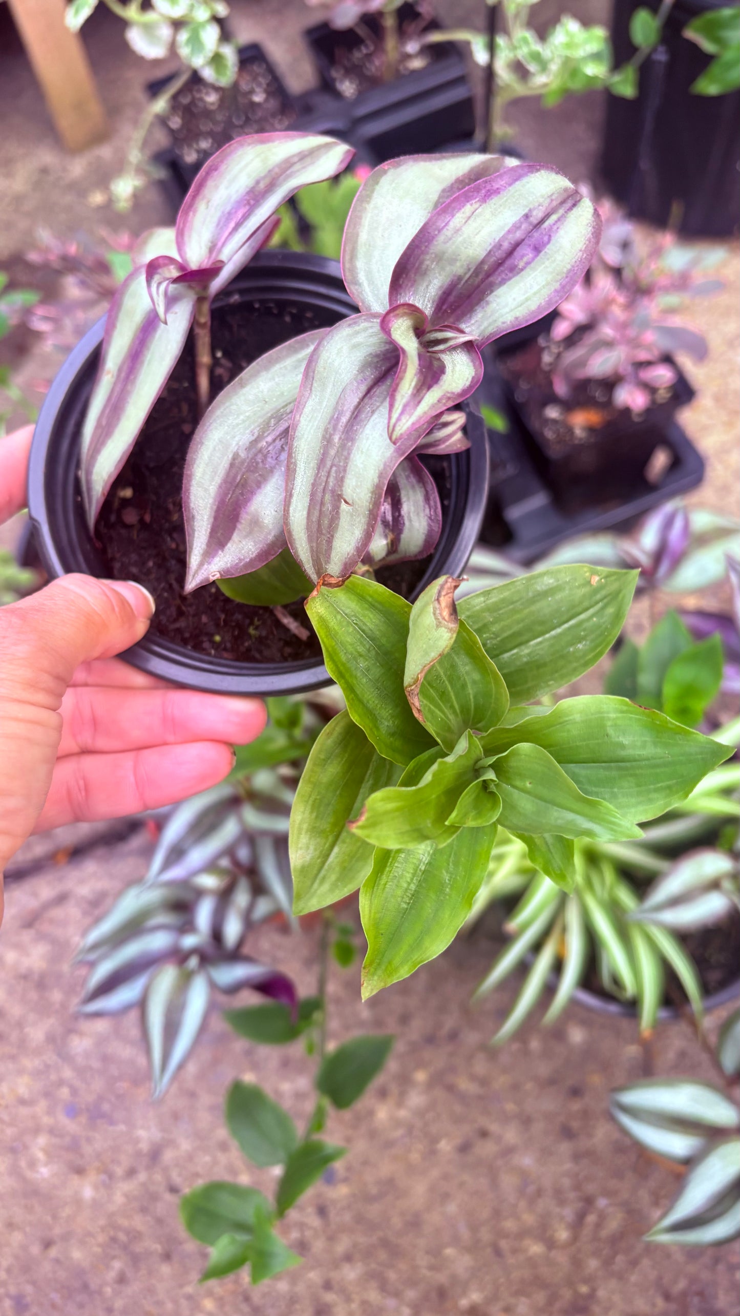 Wandering Jew