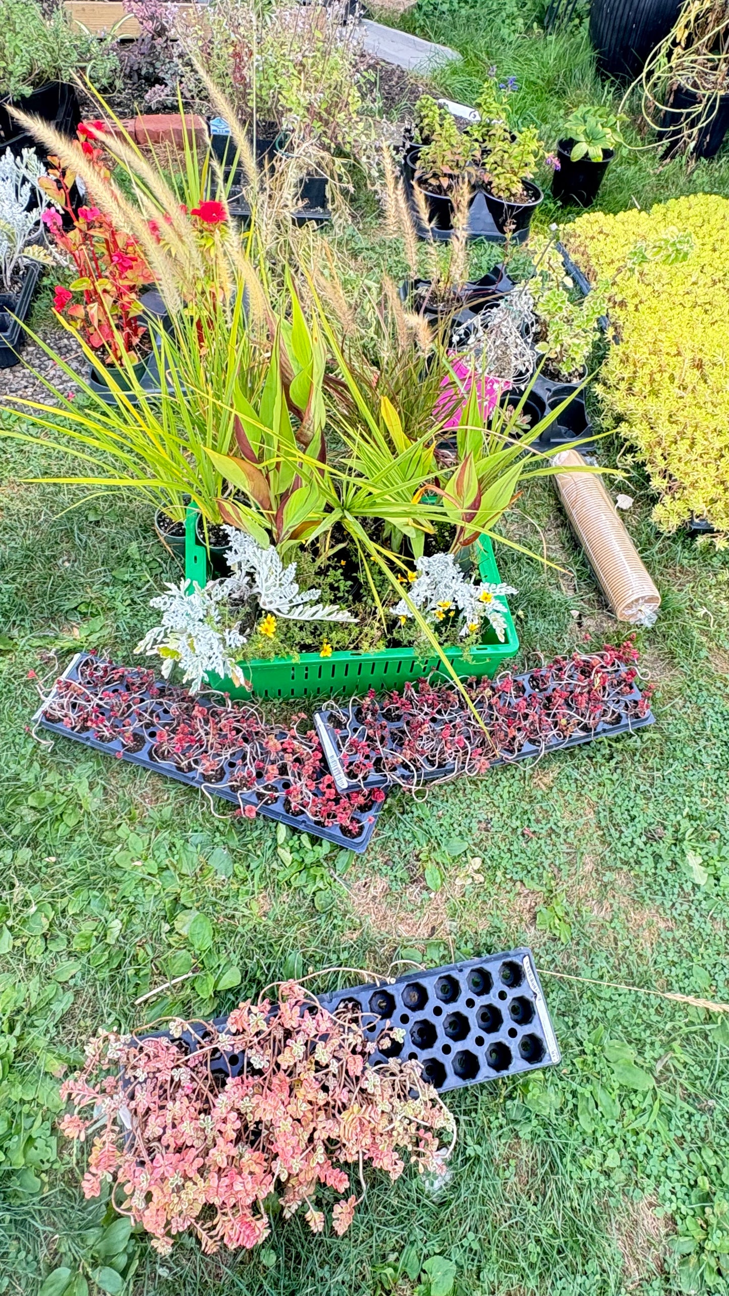 Cold Hardy Perennial Full Bed Arrangement