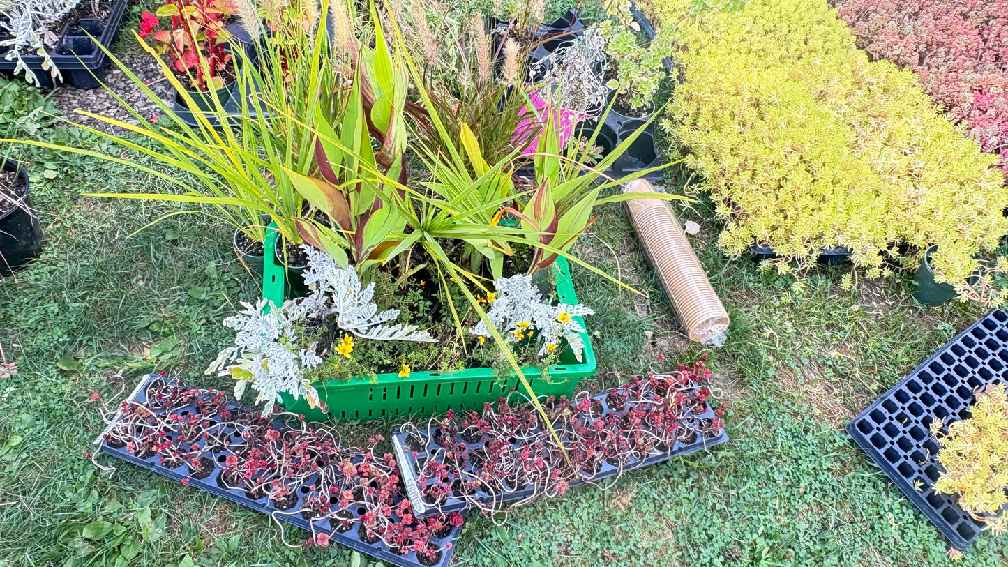 Cold Hardy Perennial Full Bed Arrangement