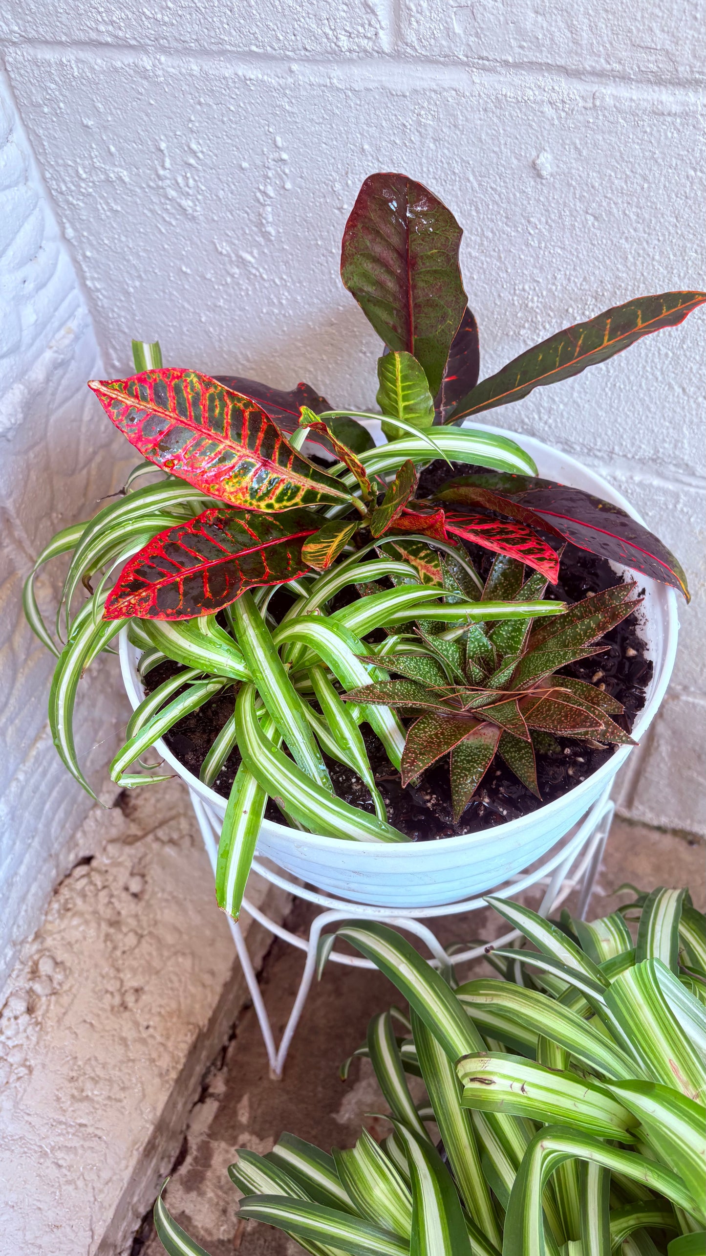 Succulent and perennial arrangements