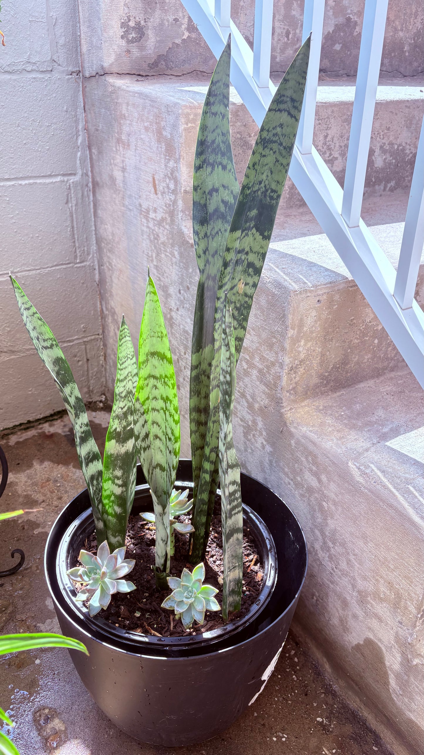 Succulent and perennial arrangements