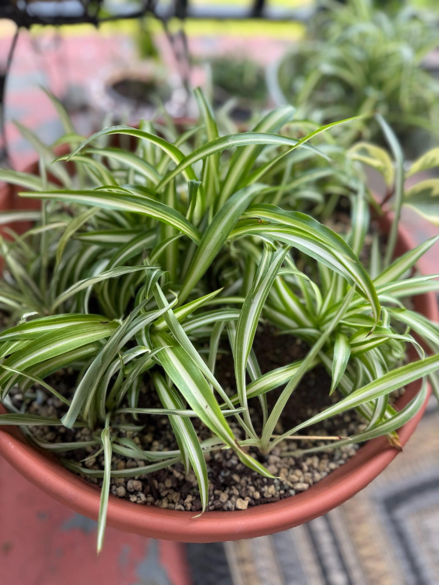 Spider Plant (Chlorophytum comosum)