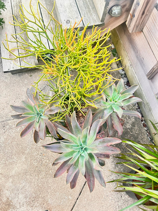 Pencil Cactus Plant