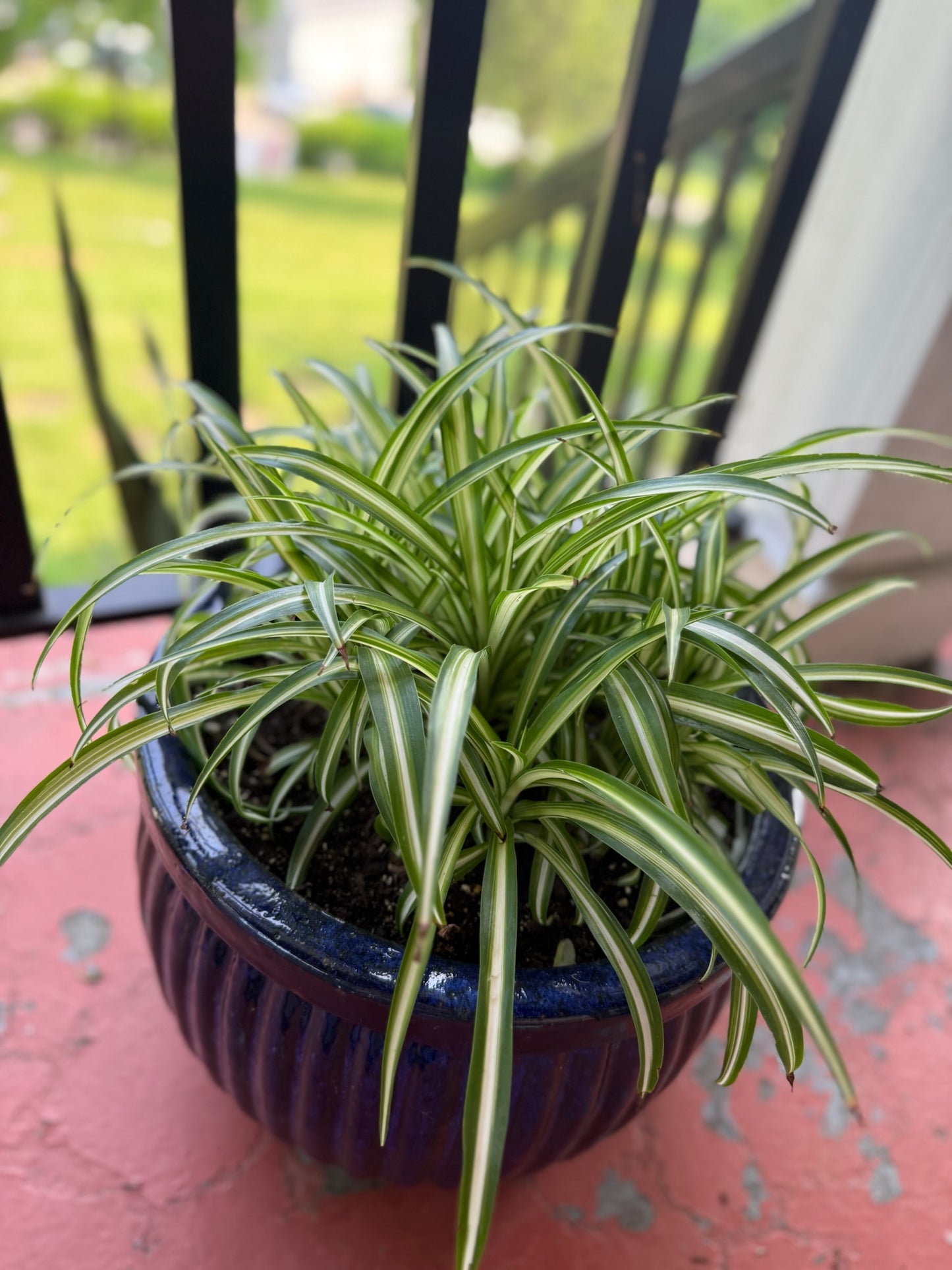 Spider Plant (Chlorophytum comosum)