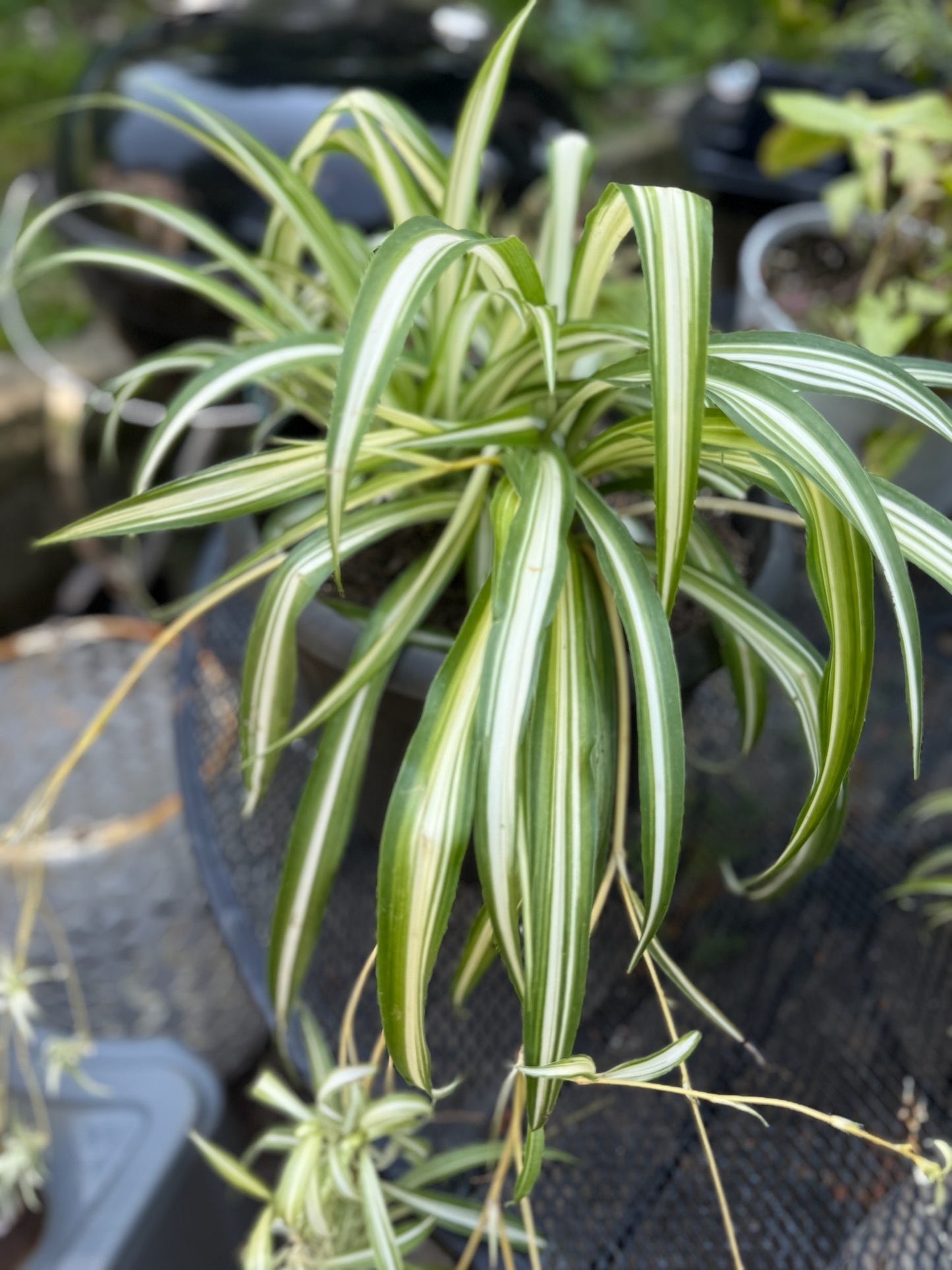 Spider Plant (Chlorophytum comosum)