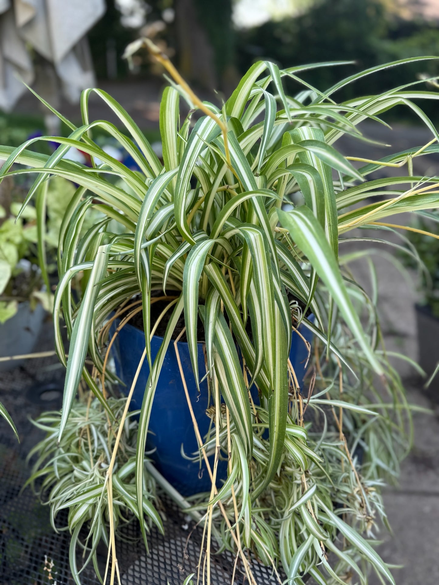 Spider Plant (Chlorophytum comosum)