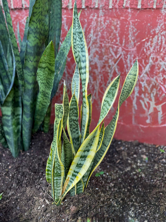 Sansevieria Trifasciata "Laurentii" Snake Plant