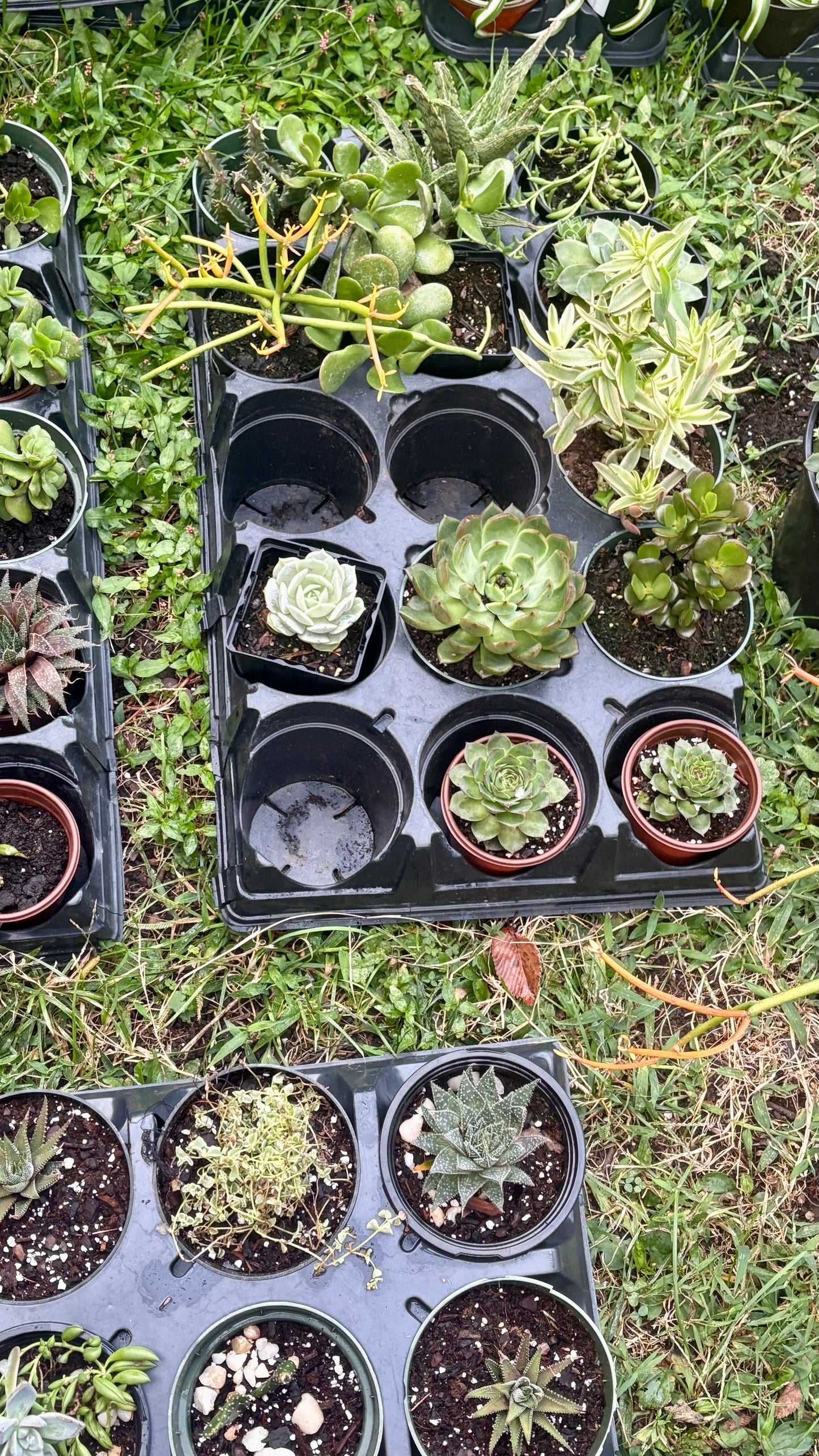 Youth Workshop: Succulents