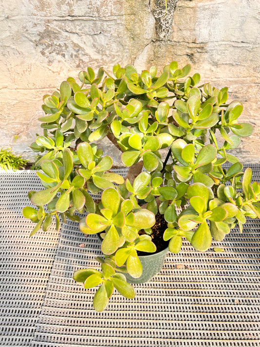 Jade Plant