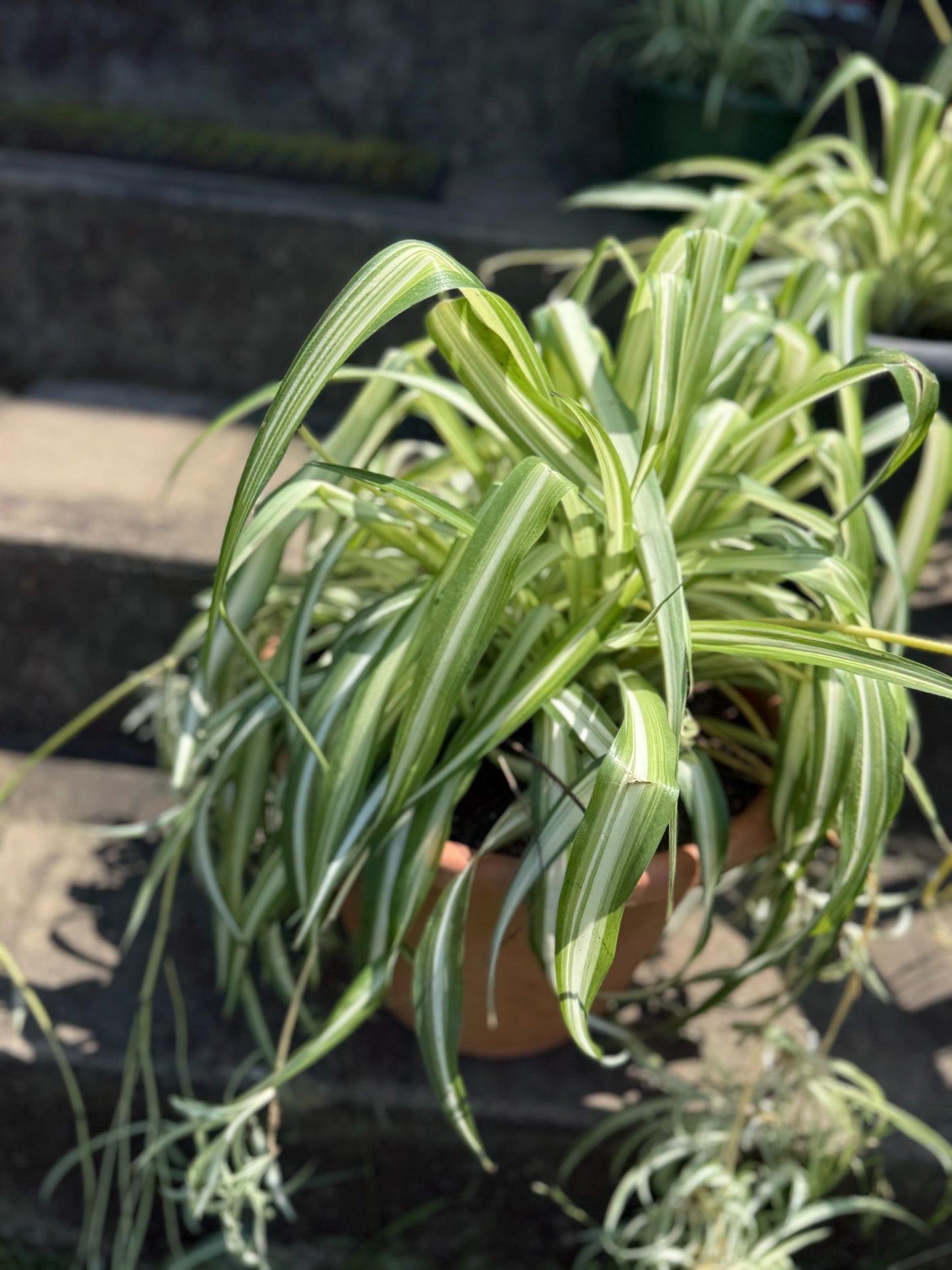 Spider Plant (Chlorophytum comosum)