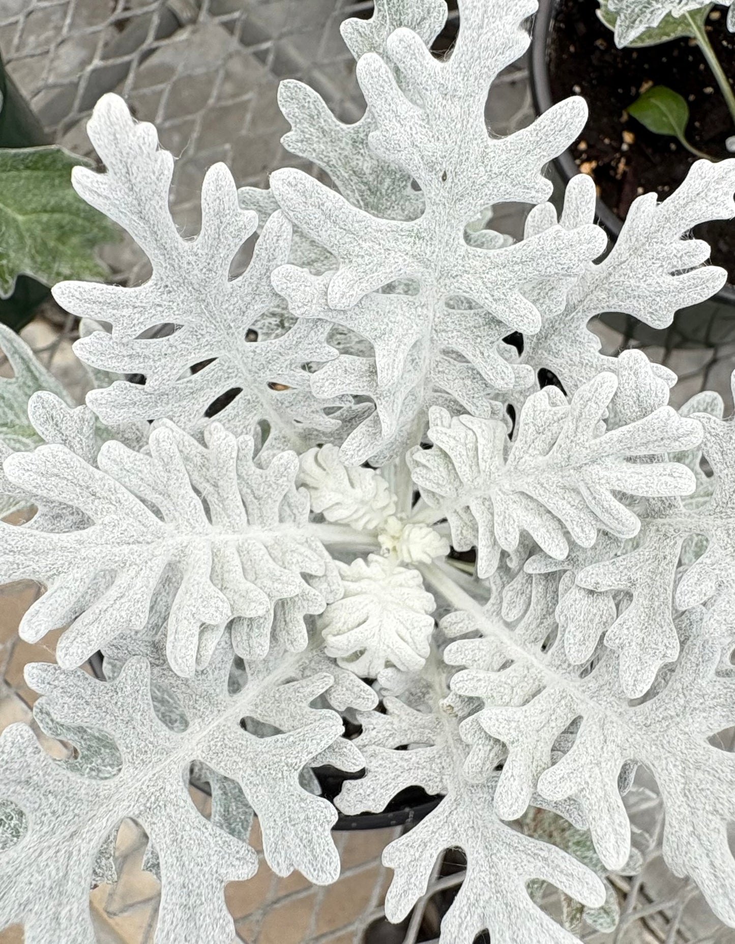 Dusty Miller Plant