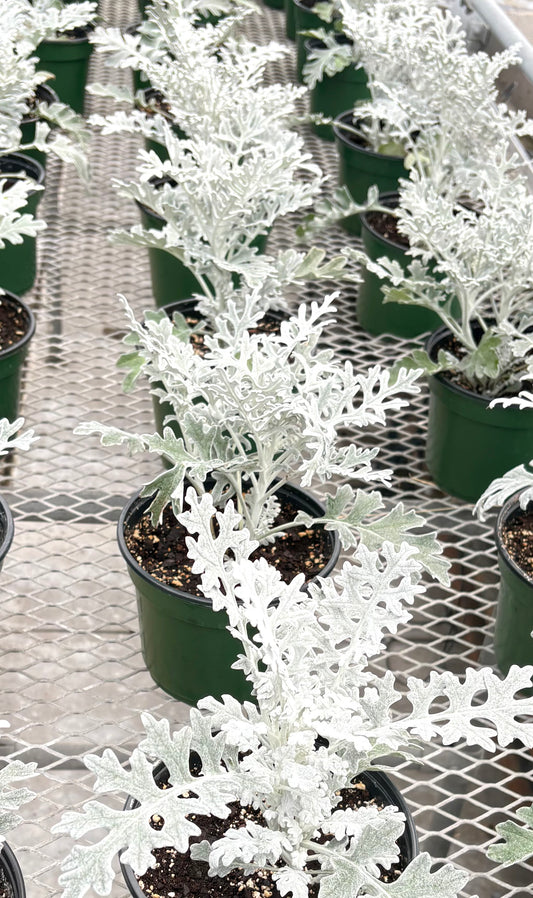 Dusty Miller Plant