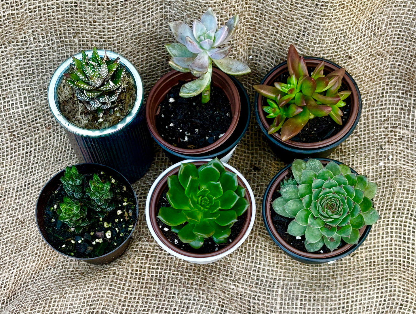 Youth Workshop: Succulents