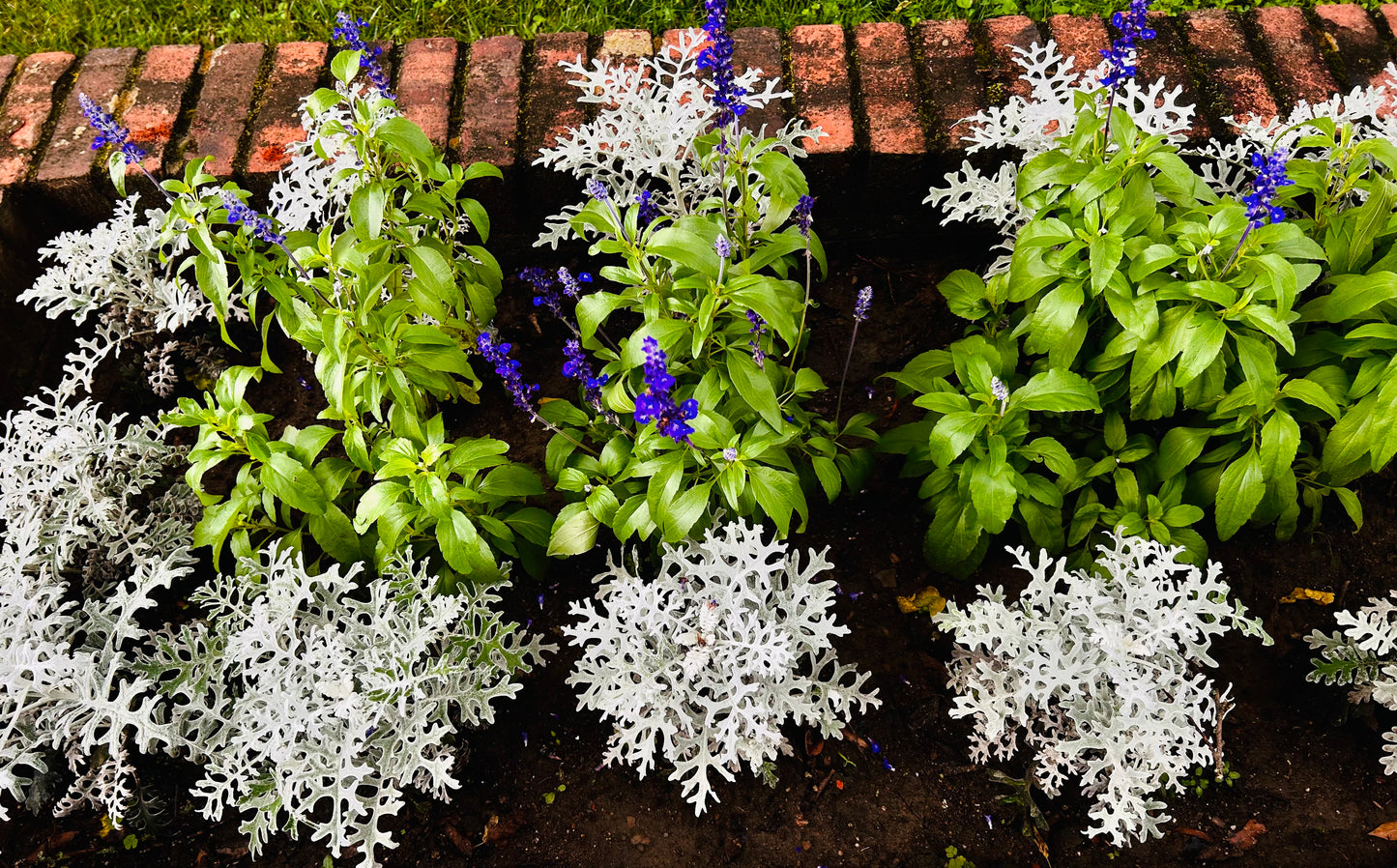 Dusty Miller Plant