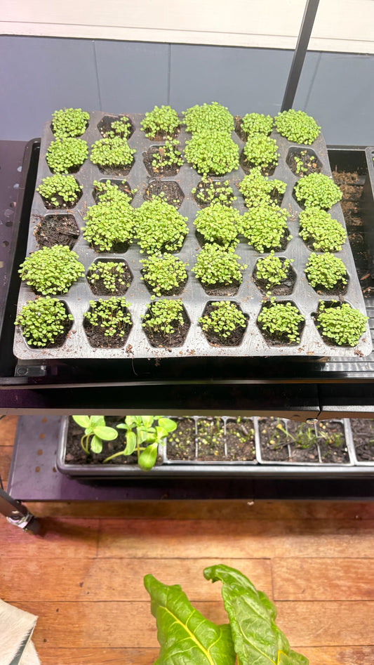 Organic Sweet Marjoram