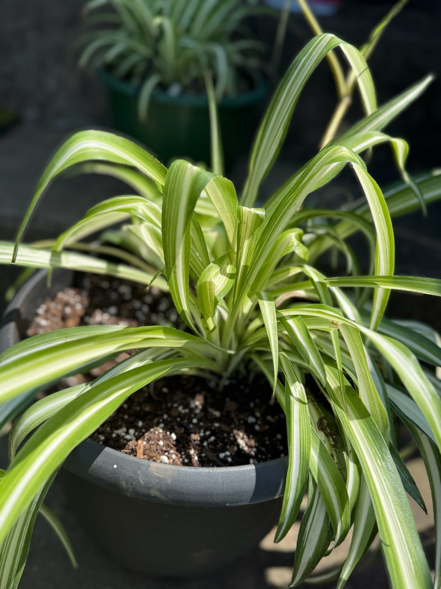 Spider Plant (Chlorophytum comosum)