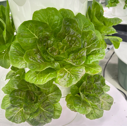 Locally grown fresh cut lettuce