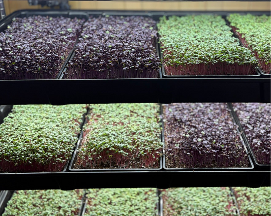 All you need Organic Microgreens Kit
