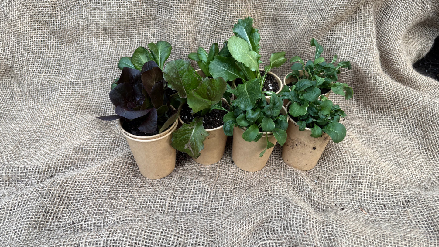 Kid’s Workshop: Winter Break Winter Edible Garden