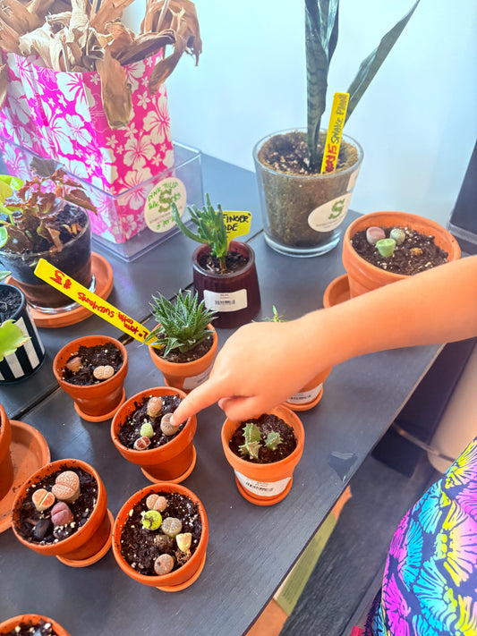 4” pot living rocks