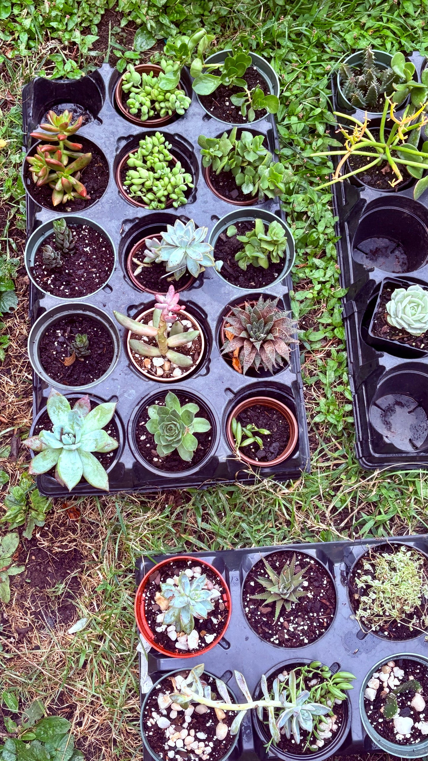 Youth Workshop: Succulents