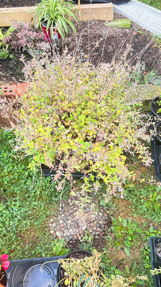 Perennial Cold Hardy Catmint