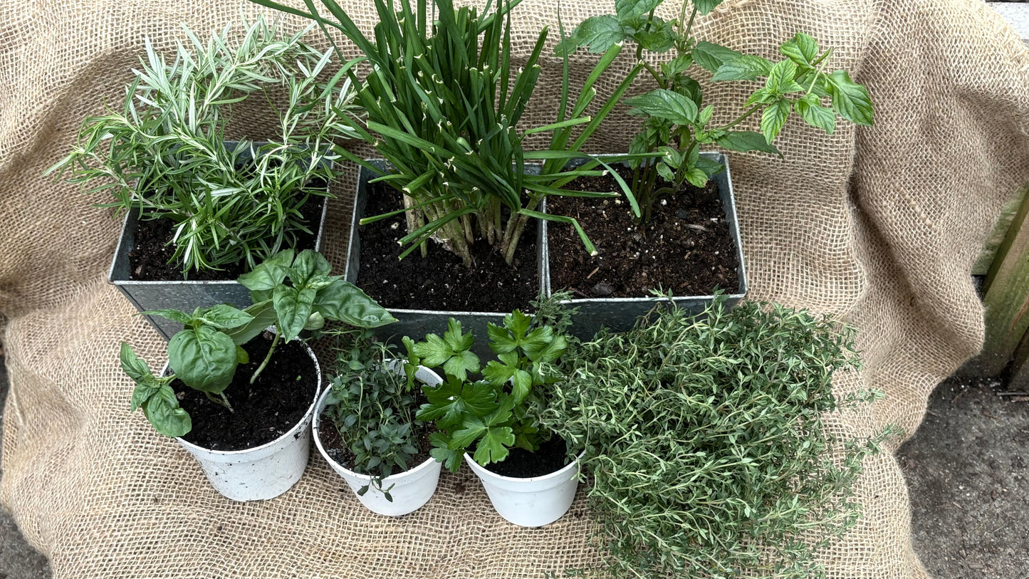 Kid’s Workshop: Winter Break Winter Edible Garden