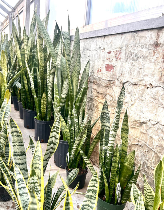 Snake Plant Zeylanica