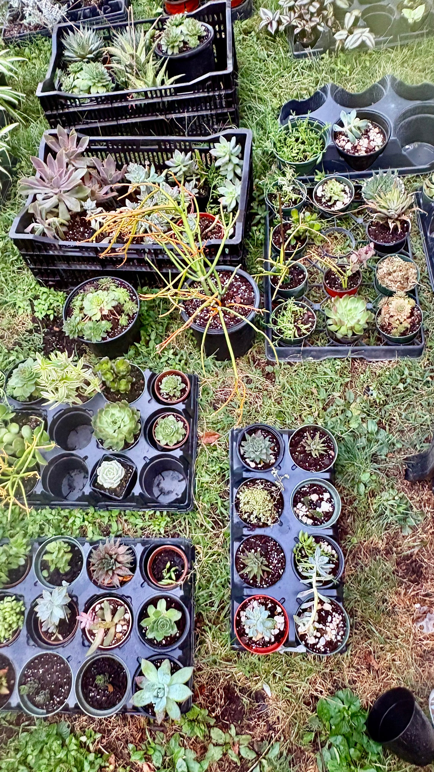 Youth Workshop: Succulents