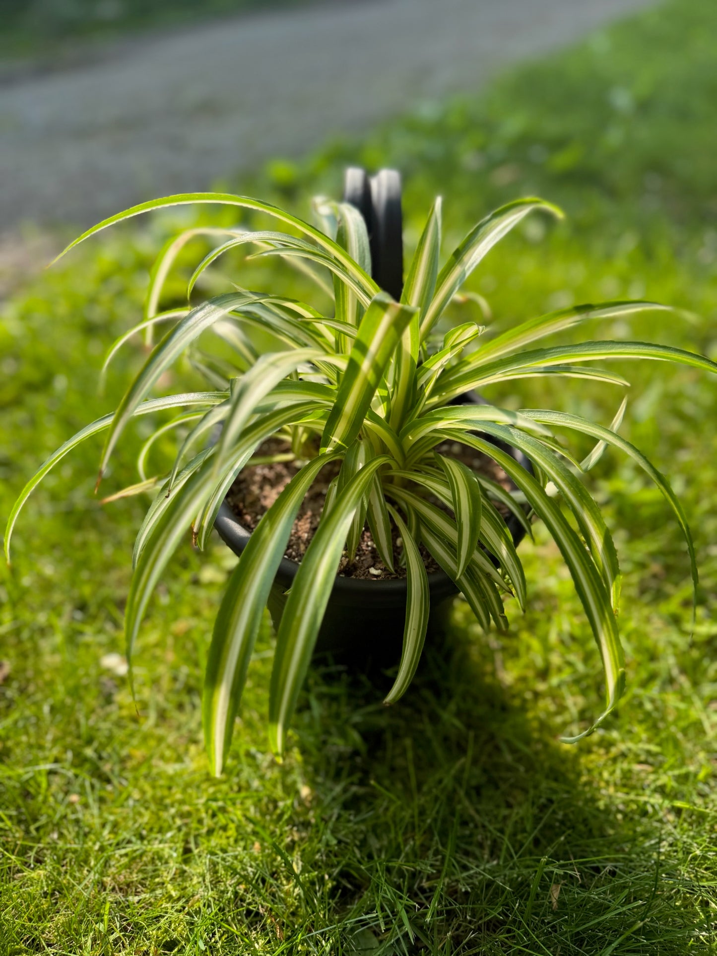 Spider Plant (Chlorophytum comosum)